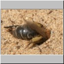 Andrena barbilabris - Sandbiene w15 11mm.jpg